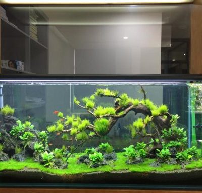 Bể cá kính cường lực hình chữ nhật